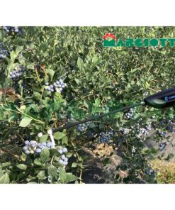 Scuotitore Elettrico Starberry MD2 per la raccolta di Mirtilli Campagnola ATRA.6100